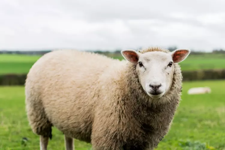 Welsh sheep